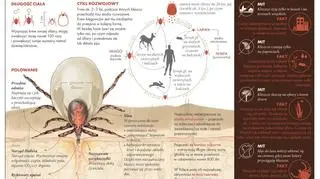 Fakty i mity o ukąszeniu kleszczy