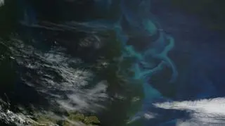 Falkalndy i ftoplankton (MODIS/NASA)