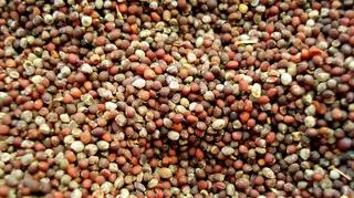 Farro
