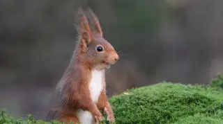 Femke van Willigen/Comedy Wildlife Photo Awards 2020