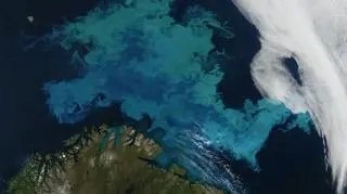 Fitoplankton na Morzu Barentsa/MODIS,NASA