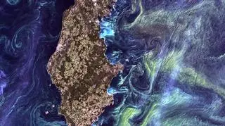 Fitoplankton na wodach Bałtyku w rejonie Gotlandii, 13.07.2005 (NASA's Goddard Space Flight Center/USGS)