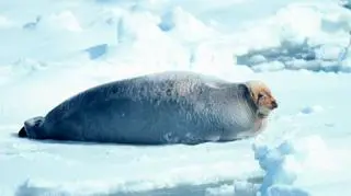 Foka brodata inaczej fokowąs brodaty (NOAA)