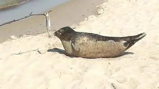 Foka na plaży w Międzyzdrojach (Marek Oto/Kontakt 24)