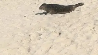 Foka na plaży w Międzyzdrojach (Marek Oto/Kontakt 24)