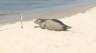 Foka na plaży w Międzyzdrojach (Marek Oto/Kontakt 24)