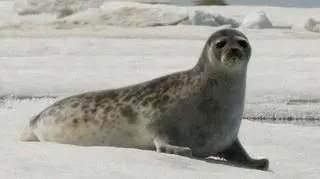 Foka obrączkowana (NOAA)