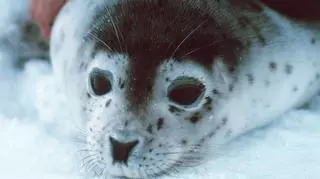 Foka plamista (NOAA)