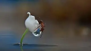 Fot: Vyacheslav Mishchenko