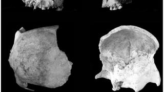 Fragmenty czaszek (D. Curnoe)
