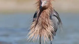 Gail Bisson/Comedy Wildlife Photo Awards 2020