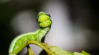 Gąsiennica Hebomoia glaucippe (Fot: Shutterstock)