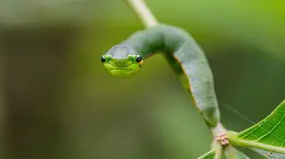 Gąsiennica Hebomoia glaucippe (Fot: Shutterstock)