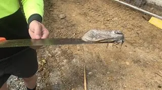 Gigantyczny ćma znaleziona w pobliżu szkoły w stanie Queensland (Mount Cotton state school)