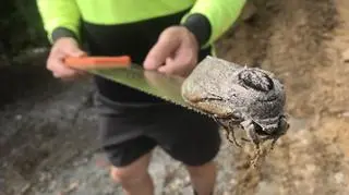 Gigantyczny ćma znaleziona w pobliżu szkoły w stanie Queensland (Mount Cotton state school)