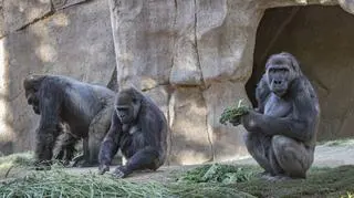 Goryle w ogrodzie zoologicznym w San Diego (San Diego Zoo/Christina Simmons)