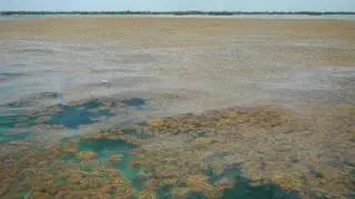 Gronorosty w Big Pine Key (Brian Lapointe, Ph.D., Florida Atlantic University’s Harbor Branch Oceanographic Institute)