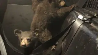 Ich matka zginęła w wypadku samochodowym (Arizona Department of Public Safety)