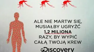 Ile może wypić komar (Discovery)
