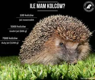 Infografika: Iza Randak, Nadleśnictwo Radomsko