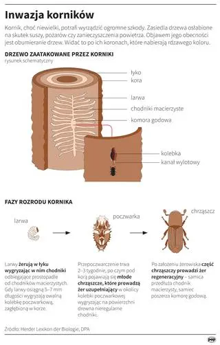 Infografika PAP