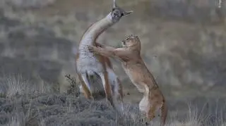 © Ingo Arndt - Wildlife Photographer of the Year