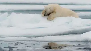 Jacques Poulard/Comedy Wildlife Photo Awards 2020