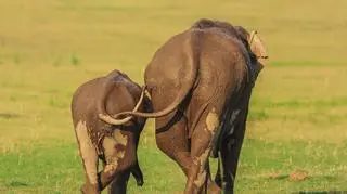 Jadgeep Rajput/Comedy Wildlife Photo Awards 2020