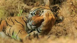 Jadgeep Rajput/Comedy Wildlife Photo Awards 2020