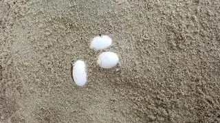 Jaja jadowitego węża (źródło: FAWNA Australia)