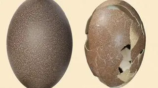 Jajo emu zwyczajnego (po lewej) i jajo emu małego (po prawej)