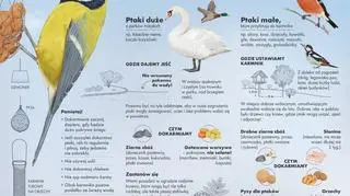 Jak mądrze dokarmiać ptaki? (Lasy Państwowe)