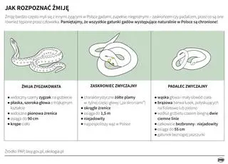 Jak rozpoznać żmiję