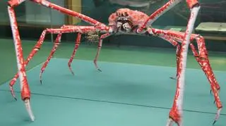 Japoński krab pacyficzny (Wikipedia (CC BY SA 2.5) / Michael Wolf)