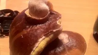 Jeden z borowików wyrasta z kapelusza drugiego borowika (Kontakt 24/~Szymon)