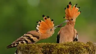 Jeden z najbardziej kolorowych ptaków - Dudek