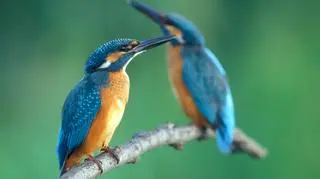 Jeden z najbardziej kolorowych ptaków - zimorodek