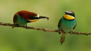 Jeden z najbardziej kolorowych ptaków - żołna