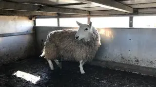 Jedna z uratowanych owiec (RSPCA)