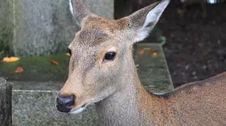Jeleń sika w parku (Martin Falbisoner/Wikipedia (CC BY-SA 4.0))