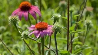 Jeżówka purpurowa (Echinacea purpurea), z której wytwarza się lek
