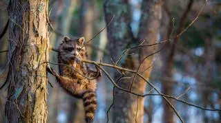 Jill Neff/Comedy Wildlife Photo Awards 2020