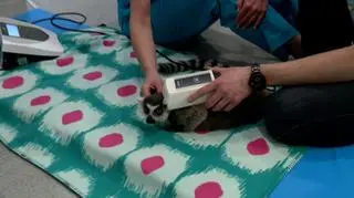 Julian podczas magnetoterapii