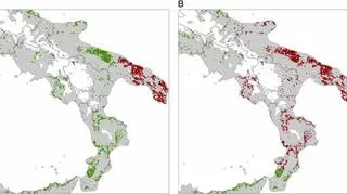 K. Schneider, W. van der Werf, M. Cendoya, M. Mourits, J. A. Navas-Cortés, A. Vicent, A. Oude Lansink, PNAS (CC BY-NC-ND 4.0)
