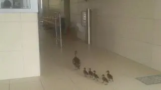 Kaczki przyszły popływać na basen