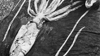 Kałamarnica olbrzymia (Wikipedia (CC BY-SA 2.0))