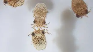Kałamarnice Euprymna scolopes (Jamie S