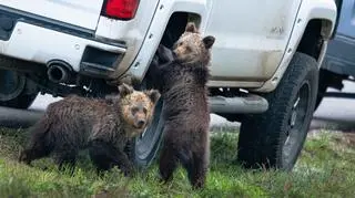 Kay Kotzian/Comedy Wildlife Photo Awards 2020
