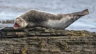 Ken Crossan/Comedy Wildlife Photo Awards 2020