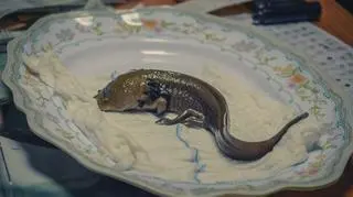 Klasztor w Patzcuaro. Naukowcy i zakonnice realizują program hodowli i ochrony salamander